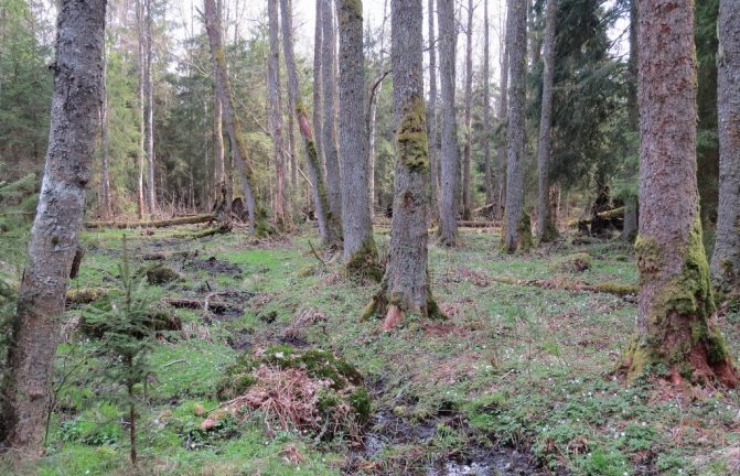 Labbramsängen, ett naturreservat sydväst om Rydaholm