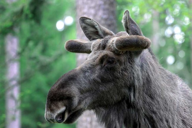 Två stora älgar vid Hångervägen