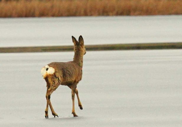 Bambi på hal is – räddade  sig själv