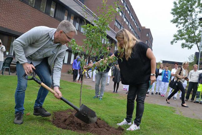 Ny trädgård för 10 000 lök