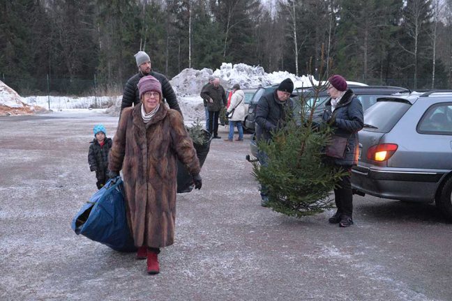 Nu har julgranarna åkt ut