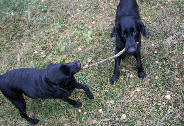 Hundfrågan 94: Faror för hunden i sommar
