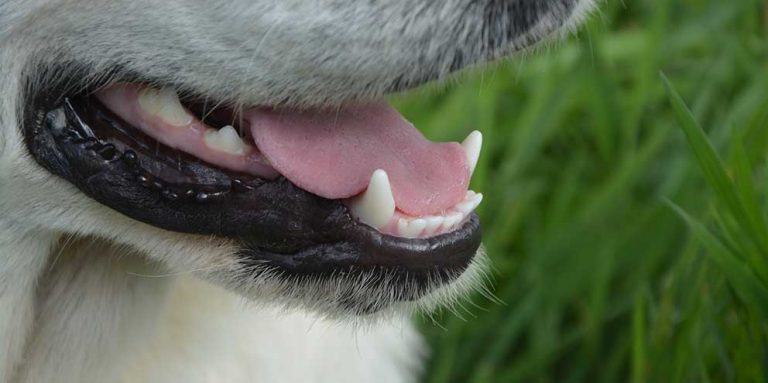 Behövs tandborstning på hunden?