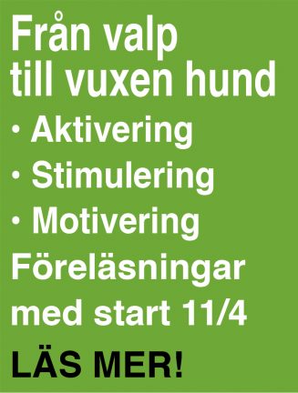 hundkurs-blixt-180403-11-135
