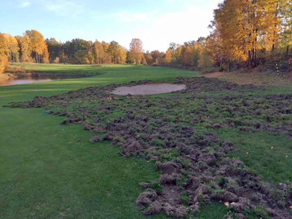 Vildsvinen demolerade golfbanan