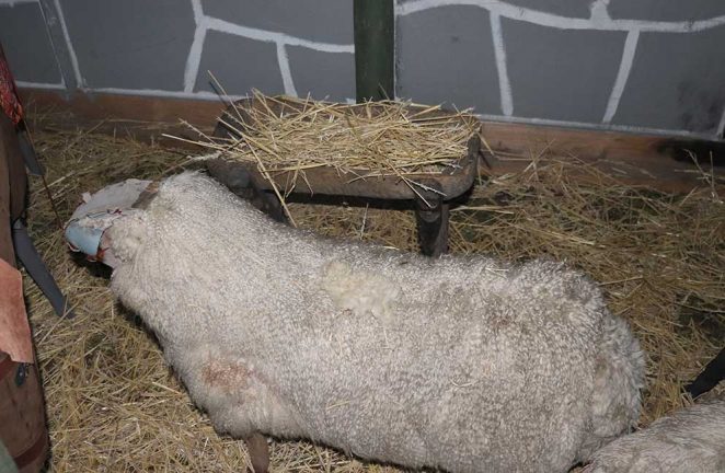 Stöld vid julkrubban – ett får är borta