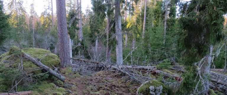 Urskogen mellan Boglösasjön och Bohultasjön, del 1