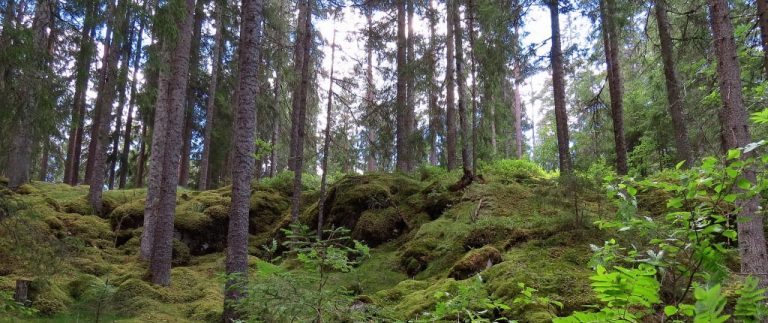 Stensjökvarnskogens naturreservat med fältgentianaängen