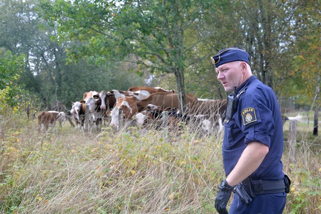 Bildextra: Polisen jagade kalv