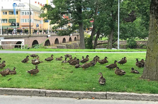 Värnamo – en fågelstad