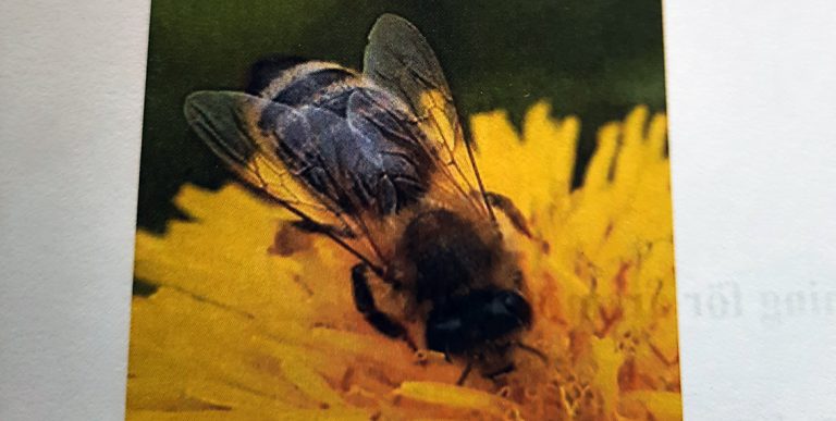 Föreläsning om processen från bi till honung inledde årsmöte