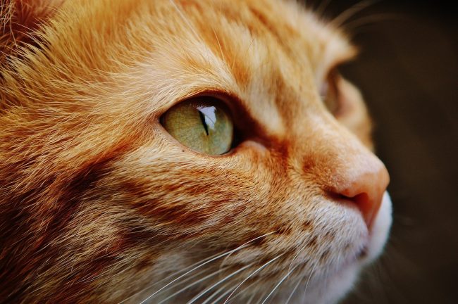 Mer än 1 100 katter registrerade i Värnamo – här är länets populäraste kattnamn