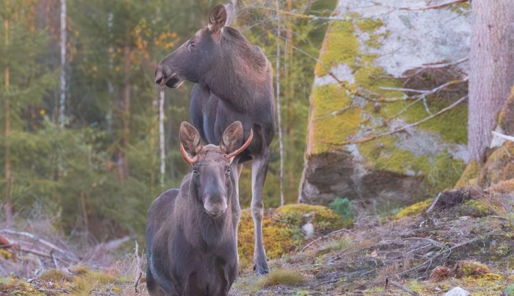 Petra fångade älgar med kamerasiktet