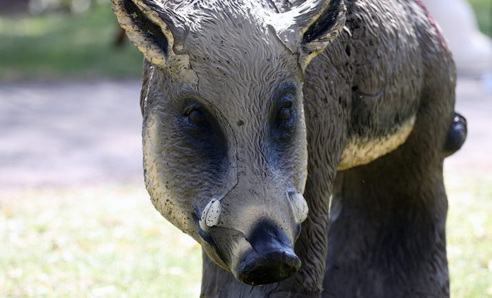 Över tusen jägare i vildsvinsregistret efter en månad