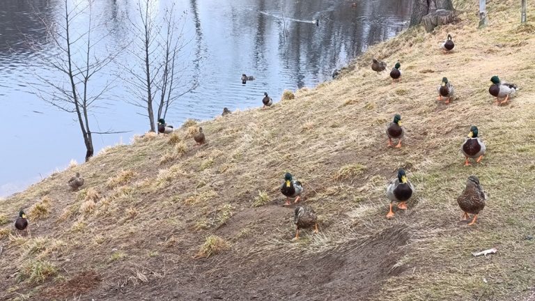 Medborgaren: Värna om änderna!