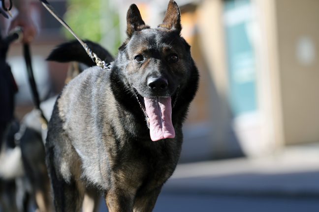 Donna sticker ut bland hundnamnen