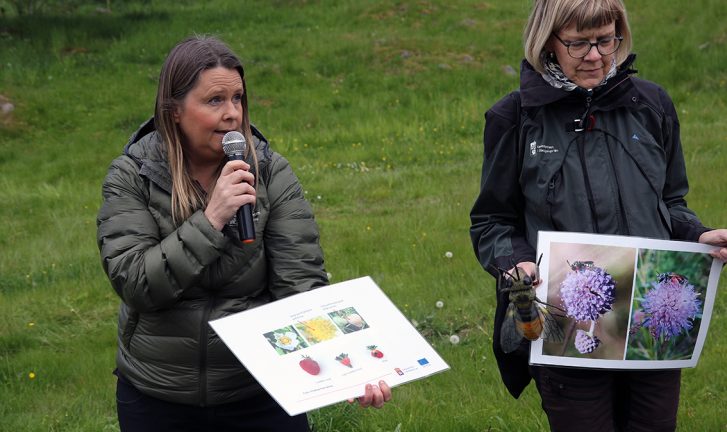 Tjänstepersonerna slår larm: ”Vi måste värna om pollinerarna”