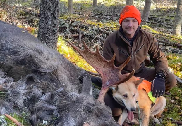 Bröderna Frisk – dubbel älgjaktlycka