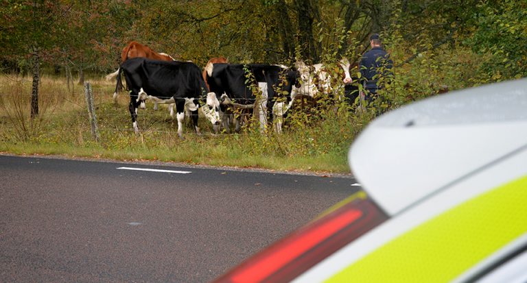 Lösa kor på länsväg 151 utanför Hädinge