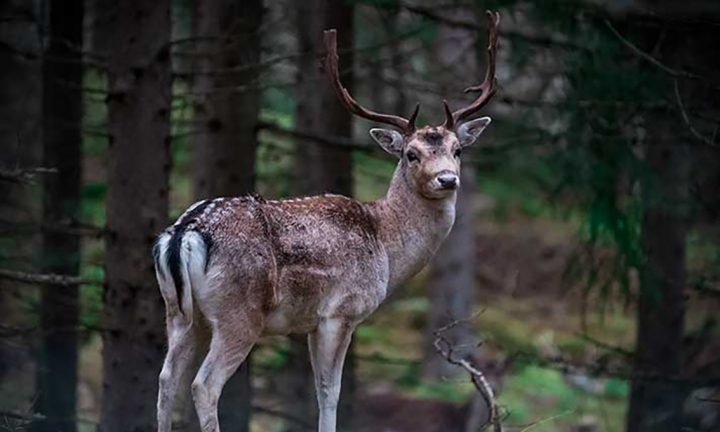 Dovhjort påkörd utanför Hånger