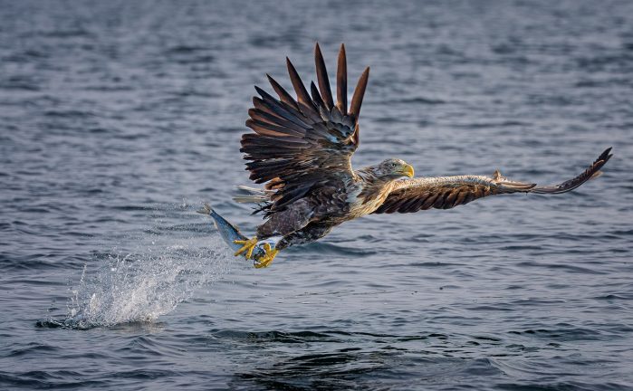 Bevingad ögonblicksbild gav Thomas segern