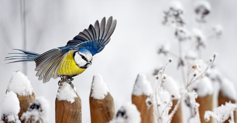 Så här matar du småfåglarna i vinter