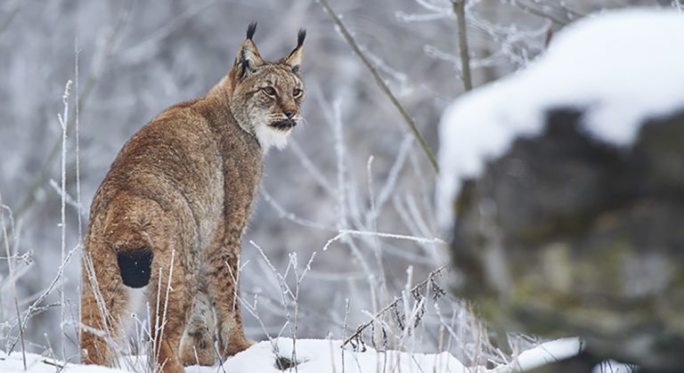 Nytt förvaltningsmål för lodjur