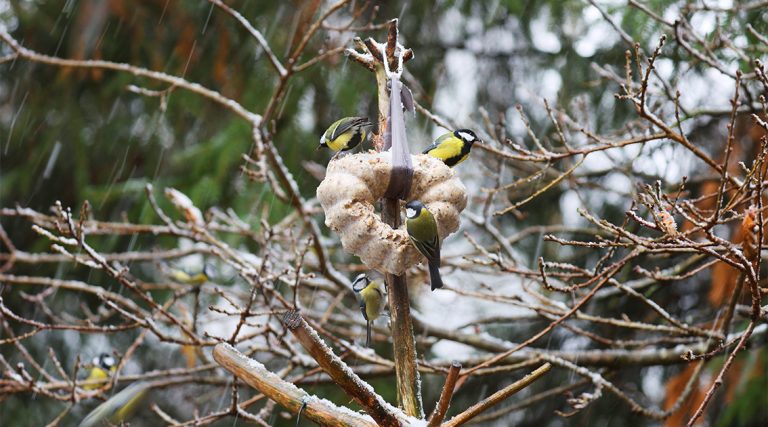 Talgoxen: Etta i Sverige 20 år i rad