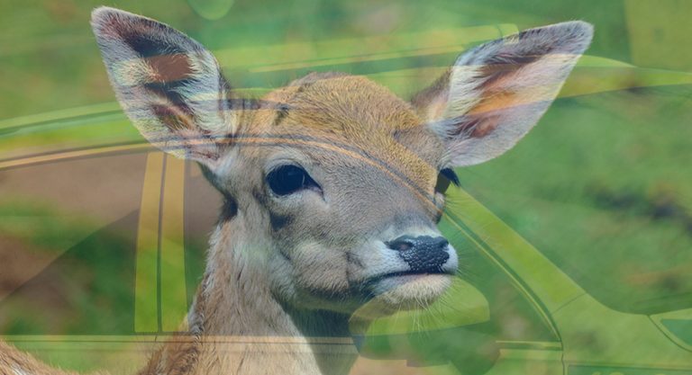 Bilist krockade med tre rådjur