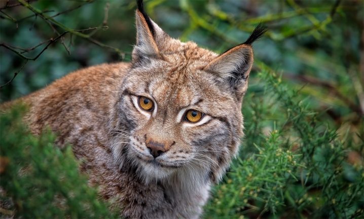 Ingen jakt på lodjur i länet