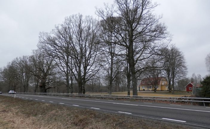 Gamla ekarna vid före detta Voxtorps prästgård